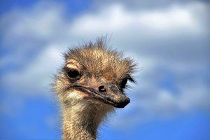 Ostrich