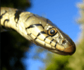 Giving it the swerve. Photo of grass snake.