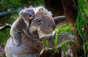 Keeping going keeps you going. Photo of koala & baby