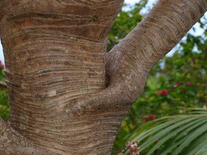 Is your interpretation causing your suffering? Photo of interesting tree trunk